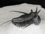 Devil Horned Cyphaspis & Gerastos Trilobites #18589-3